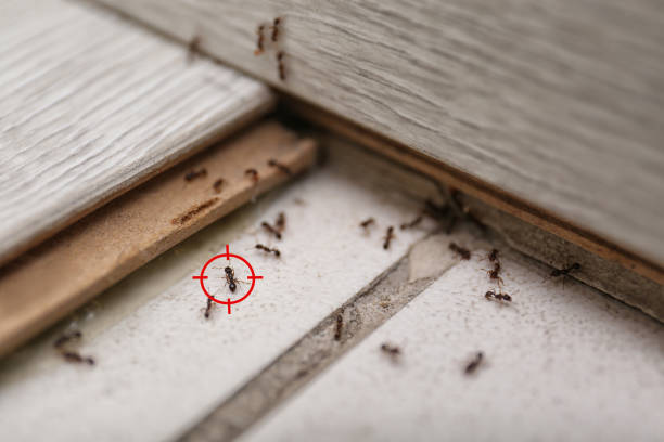 Best Termite Control Services  in Northport, AL